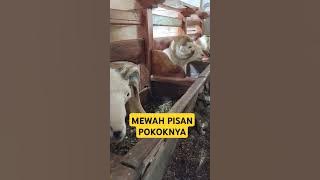 LUXURIOUS AND MIGHTY SHEEP