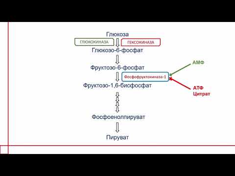 БИОХИМИЯ. ГЛИКОЛИЗ и всё, что нужно о нем знать