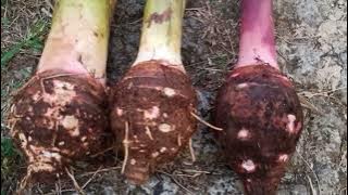 perbedaan talas Pratama 1 ,2 dan 3