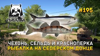 Чехонь, Сельдь и Красноперка. Рыбалка на Северском Донце - Русская Рыбалка 4 #195