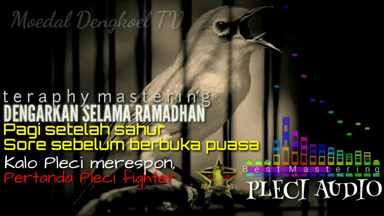 Pleci bondol auto nyaut apa lagi pleci prestasi 'Best Mastering Pleci