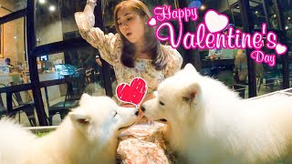 คาเฟ่ หมาใหญ่ Axotic Cafe   Valentine's Day Dog Cafe.