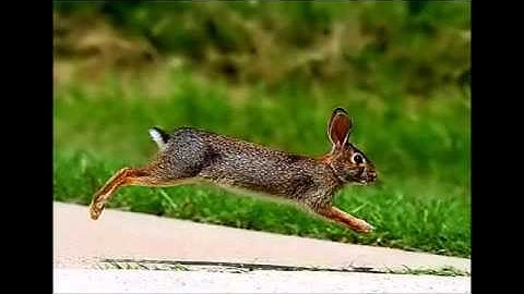 Run Little Rabbit - Leonard & Testaview The Paynes