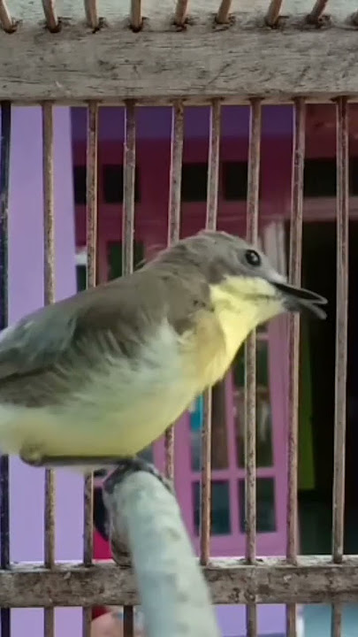 burung kecil dan langkah suara palingmerdu#burunglangkah #burungkecil #shorts #suaramerdu