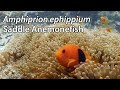Saddle anemonefish amphiprion ephippium stock footage  4k u3840x216030p