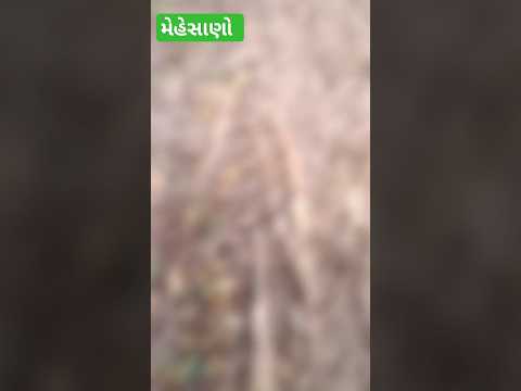 I M Box Pado 50000 Pado Mahesani