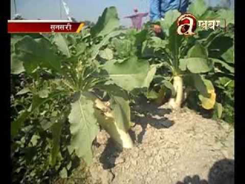 Young farmers profit on vegetable farming - Sunsari