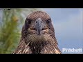 SWFL Eagles ~ THE MOST ADORABLE CLOSEUPS Of E20!! 💕 How Long Will You Stay Sweetie? XOXO 5.9.22