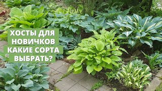 Хосты для новичков. Какие сорта выбрать для посадки