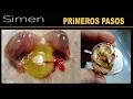 metodo de incubación de huevos