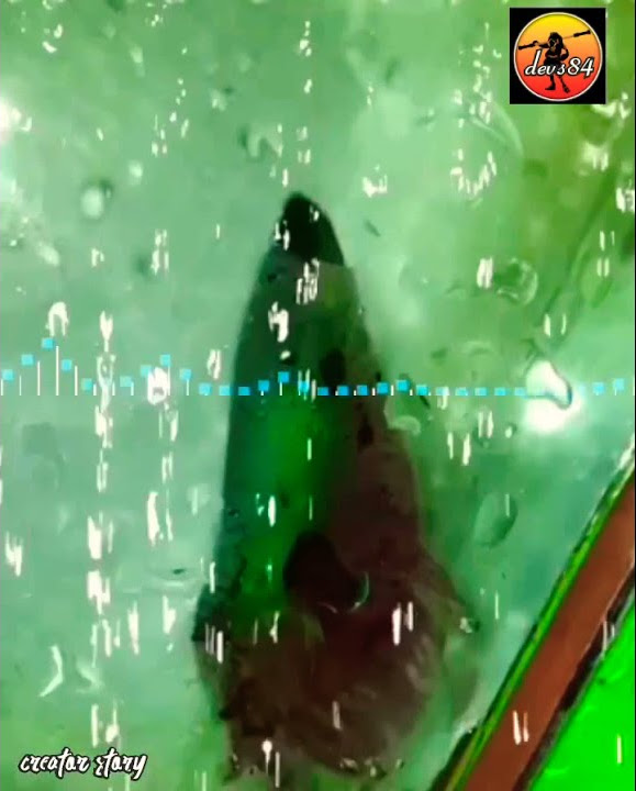 Denny caknan pingal story wa