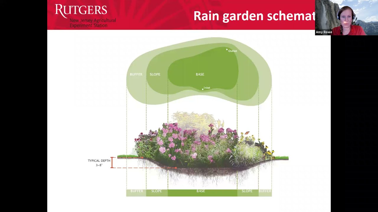 How Does a Rain Garden Grow?