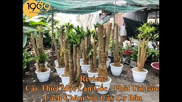 Review Cây Thiết Mộc Lan Gốc - Phát Tài Gốc & Cách Chăm Sóc Cây Cơ Bản