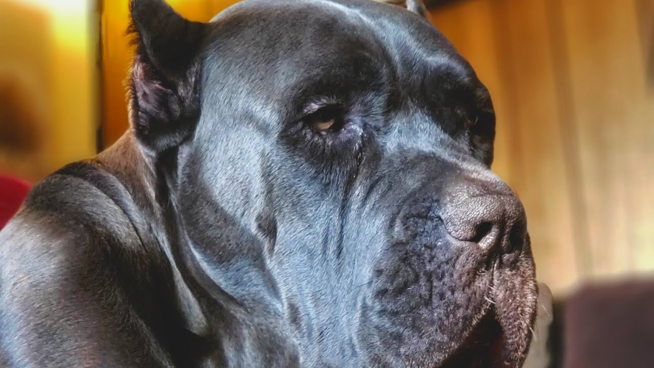 CANE And ENGLISH MASTIFF mix! Funny - YouTube