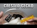 Unboxing 5 new crested geckos new project