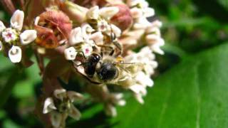 Download Lagu Owl City -- Honey and the Bee MP3