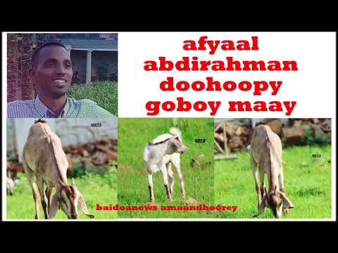 ABWAAN DOOHOOPY GABAY MAAY BEDKY KOONFUR GALBEED