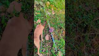 cute dog 🐶#youtubeshorts #trending#shorts #dogs