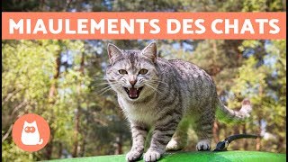 Les miaulements des chats et leur signification :