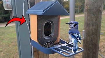 Does This Smart Bird Feeder ACTUALLY work?