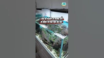 Cách xử lý nước bể cá bị đục mờ #cacanh #aquarium #thuysinh