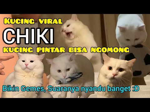 Video: Apakah kucing kucing pintar?