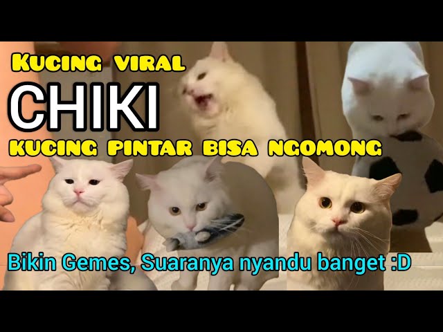 Kumpulan Video Chiki Kucing Putih Pintar Ngomong - Ciki Kucing Putih Viral - Ciki kucing Tiktok class=