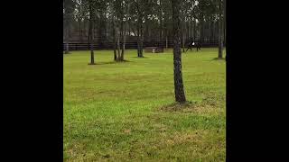 Remi Xcountry Schooling Aiken