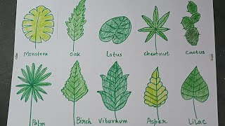 How To Draw Different Types Of Leaves - Drawing Easy