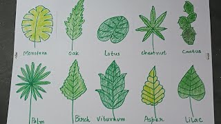  How To Draw Different Types Of Leaves in 2023 Check it out now 