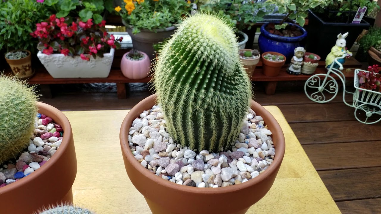 가시 선인장 인조꽃 제거한후 건강한 모습《Keeping Golden barrel Cactus healthy after