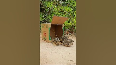 Wow! The quail trap using paper box #shorts #creative