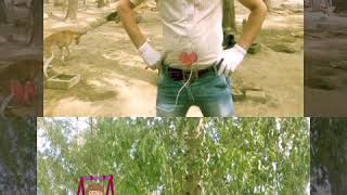 Download Lagu Jail karabegi chori MP3