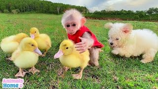 Small and notty monkey | playing with small chicks of duck #monkey by World of Animals 245 views 1 year ago 3 minutes, 16 seconds