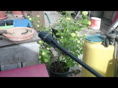 Video: Njega travnjaka od mahovine - uzgoj travnjaka od mahovine umjesto trave