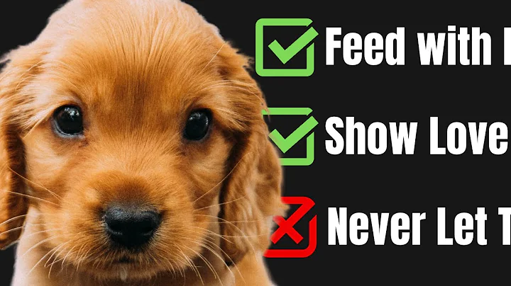 Cocker Spaniel Dogs 101 | 10 Things You must Know When Getting a Cute Cocker Spaniel - DayDayNews