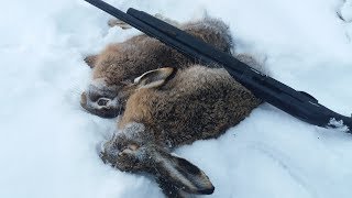 ОХОТА НА ЗАЙЦА по свежему снегу. Провалился под лед!!! 2019 ОХОТА НА ЗАЙЦА по свежему снегу. Провалился под лед!!! 2019