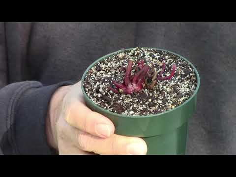 Video: Övervintrade kannaväxter - ta hand om kannaväxter på vintern