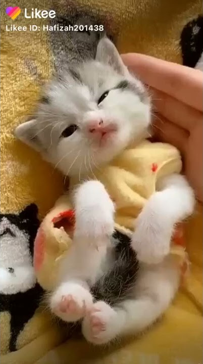 Kucing lucu / video lucu banget