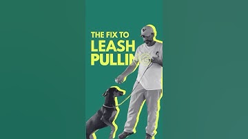 Stop Your Dog from Pulling on the Leash – Easy Step-by-Step Method
