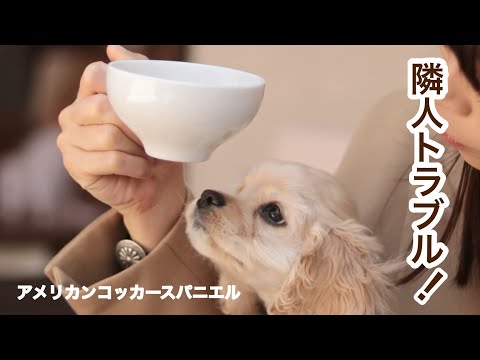 アメリカンコッカースパニエル 子犬＊ 子犬がカフェでお勉強