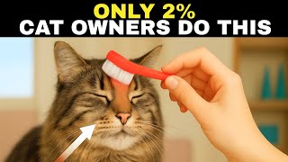 10 Things Cats Love and Only 2% of Owners Actually Do