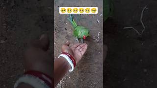 টিয়া পাখির বাচ্চার দাম কত🦜Baby parrot growth day by day #babyparrot #parrotsound #parrot #মিঠু