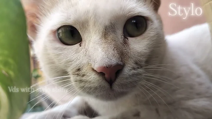 Watch the video about Cat voice to attract cats || funny cat videos, funny videos,meow sound #cat #catfunnyvideos #pets