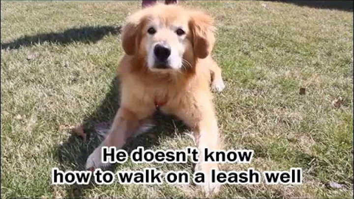 Bert, Golden Retriever Rescue Resource, GRRR Inc.