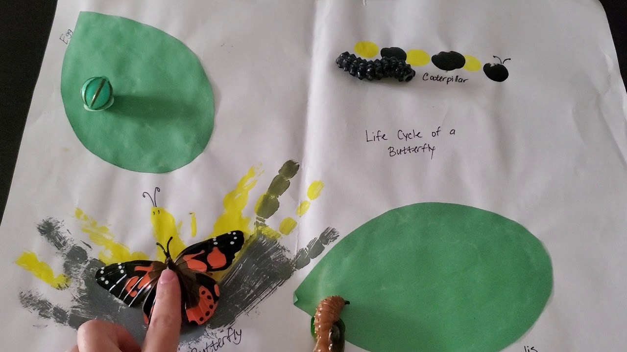 Life cycle of a butterfly, anchor chart. YouTube
