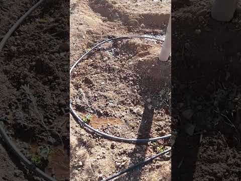 السقي بالتنقيط بدون مضخة 00 المغرب