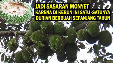 Waduh ! Hama Monyet Mengganas, Rusak Buah Durian Yang  Belum Matang
