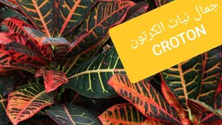 نبات الكرتون CROTON جمال أوراقه شكلا ولونا