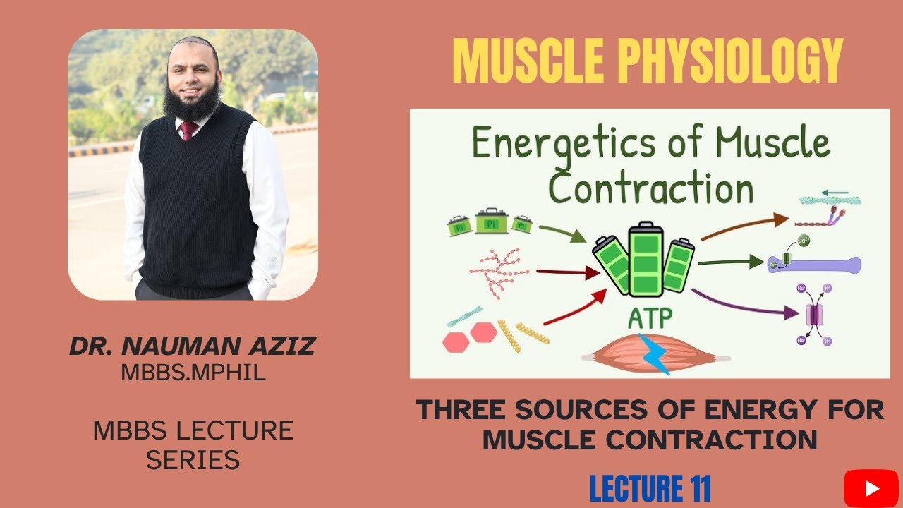 ENERGETICS OF MUSCLE CONTRACTION | NERVE & MUSCLE PHYSIOLOGY | DR ...
